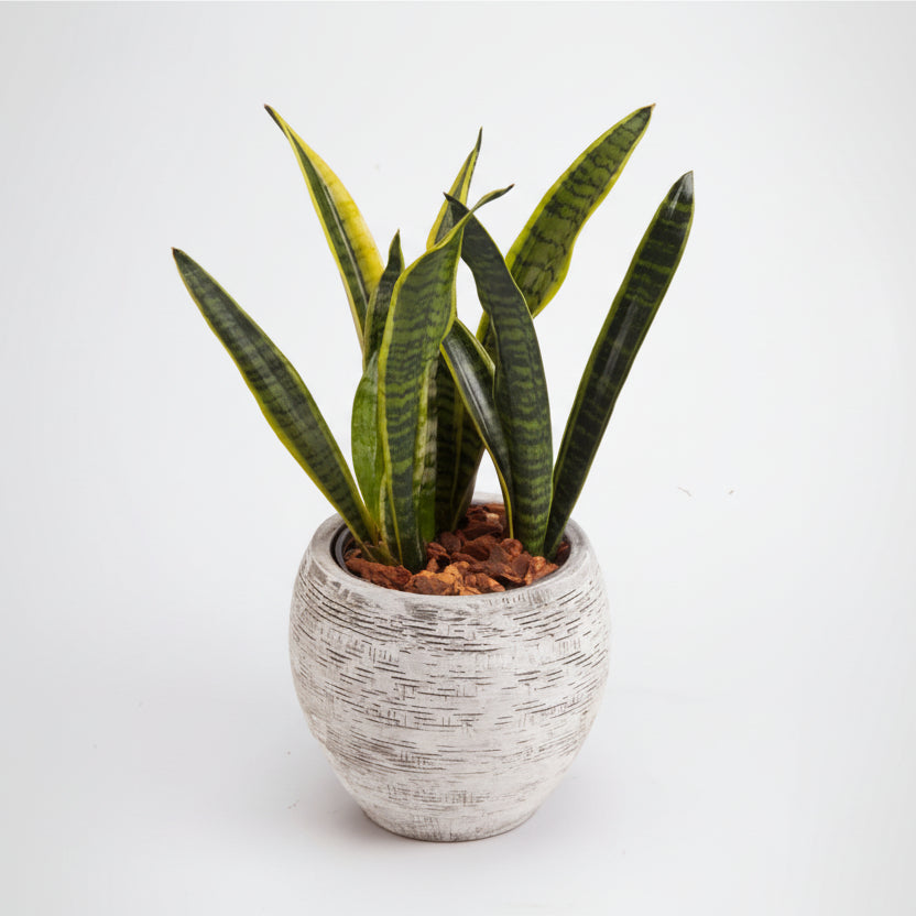 Sansevieria Plant With Same-Day New York City Delivery Available – City  Blossoms
