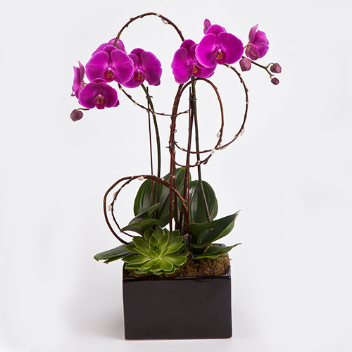 Double Pink Orchid Plant