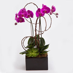 Double Orchid Plant - Hot Pink
