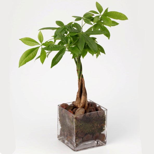money tree vs schefflera Money Tree Plant | Same-Day NYC Flower Delivery