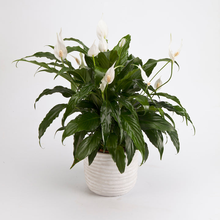 is a peace lily the same as an easter lily Peace Lily – City Blossoms