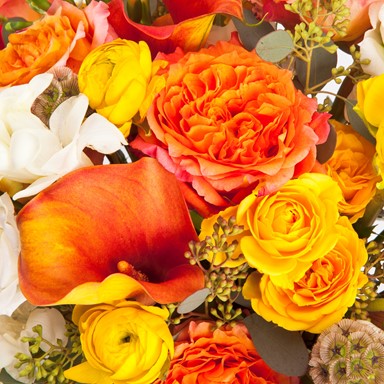 Designer's Choice - Warm Amber tones