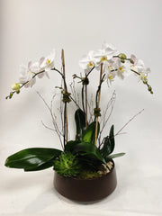 Triple-Stemmed Orchid Plant