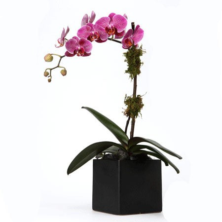 Single Pink Orchid Plant