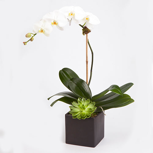 Single White Orchid Plant